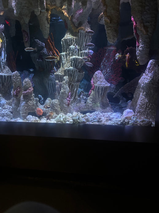 My Visit to the New England Aquarium: A Day of Joy, Reflection, and Reality